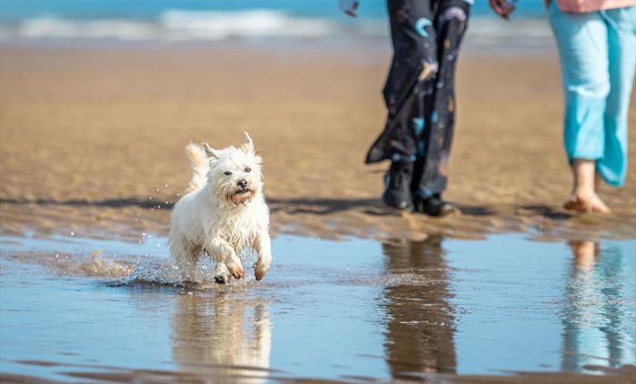 Dog on Lligwy beach